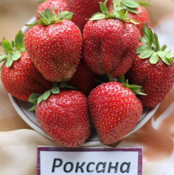 Полуниця "Роксана" (середньо-подня)