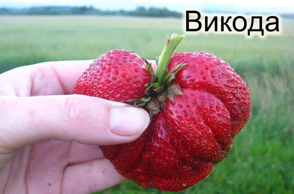 Полуниця "Вікода" (зднього терміну дозрівання)