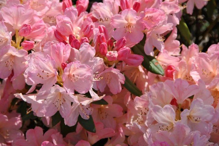 Рододендрон (азалія) «Персі Вайсман»