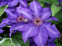 Клематис "President"