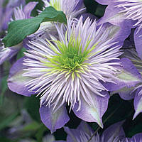 Клематис "Crystal Fountain"