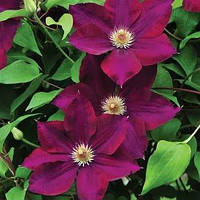 Клематис великоквіткова "Mazowsze Volcano"