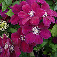 Клематис "Rouge Cardinal"