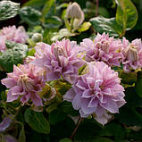 Клематис "Dancing Smile", фото 2