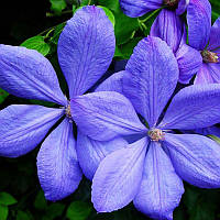 Клематис "Mrs Cholmondeley"