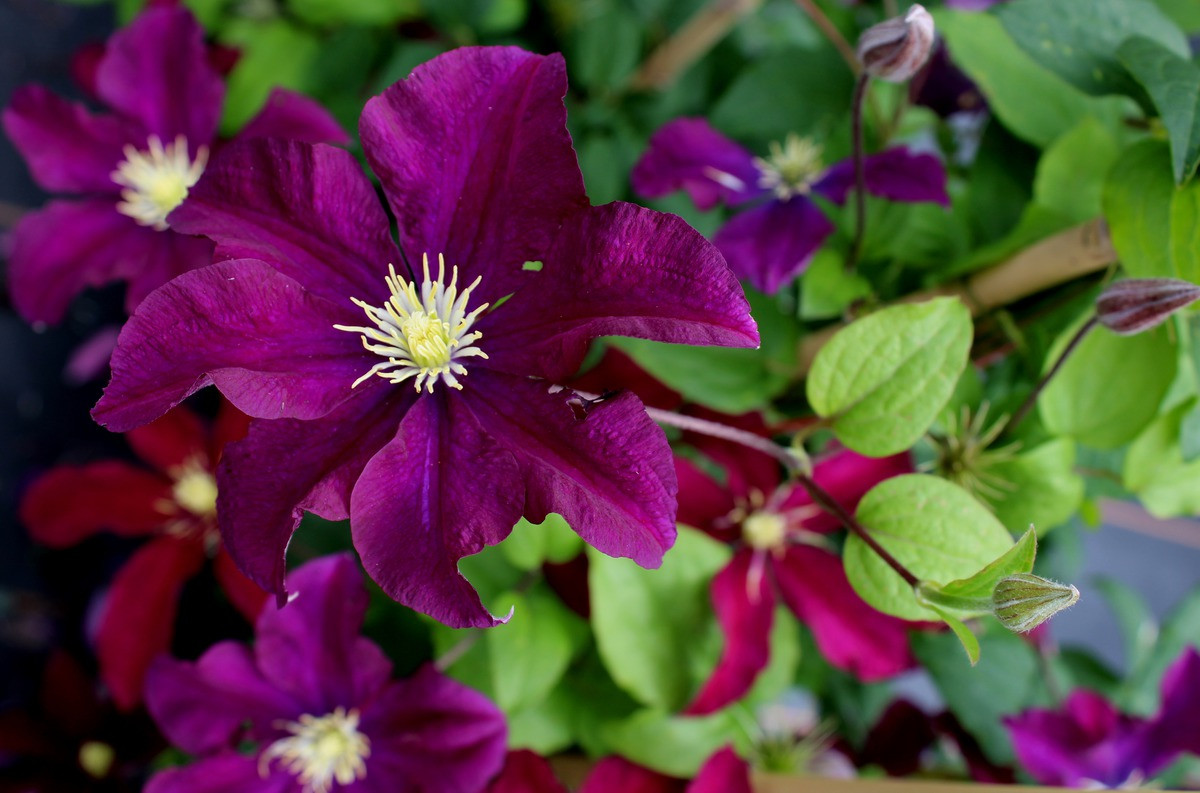 Клематис "Niobe", фото 1