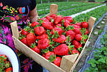 Полуниця "Кабрило" 3 шт (ремонтантний, великоплідний сорт), фото 2