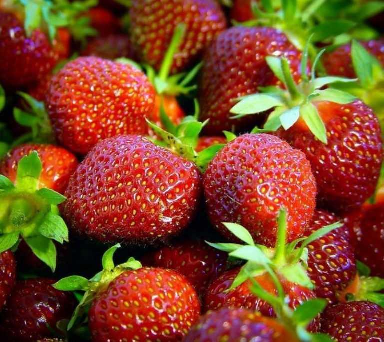 Полуниця "Ерлі Глоу" (дуже рання, солодка, врожайна), фото 1