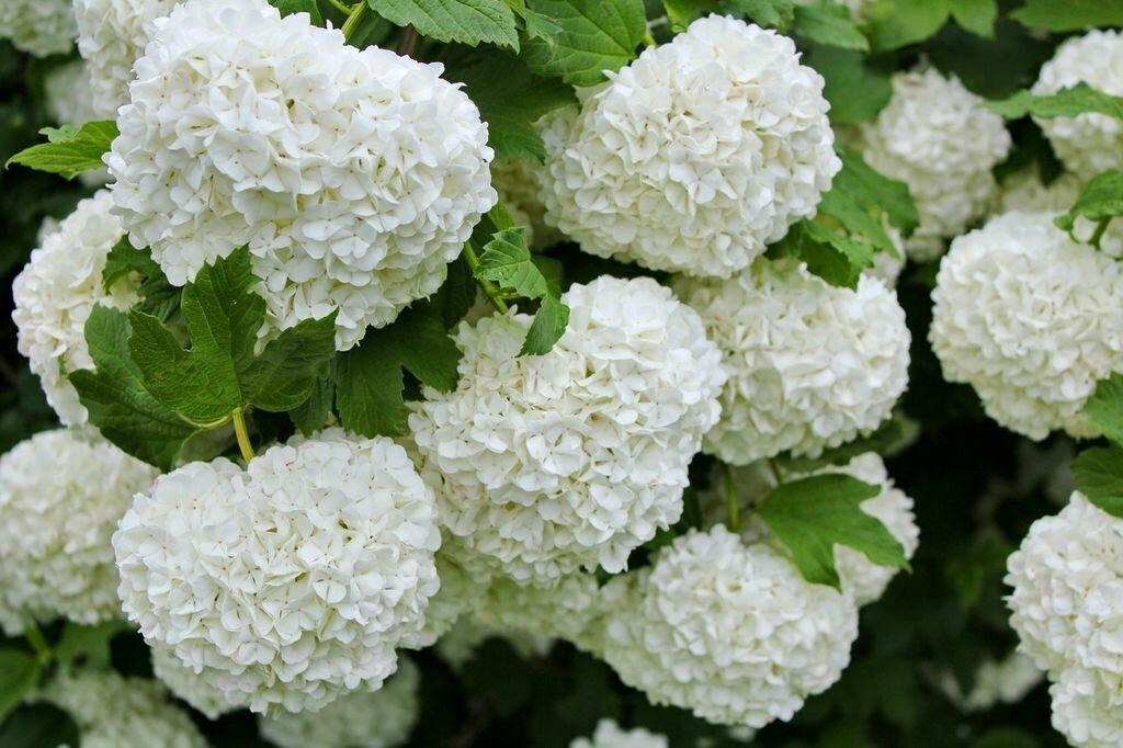 Калина "Бульдонеж" (саджанці), фото 1