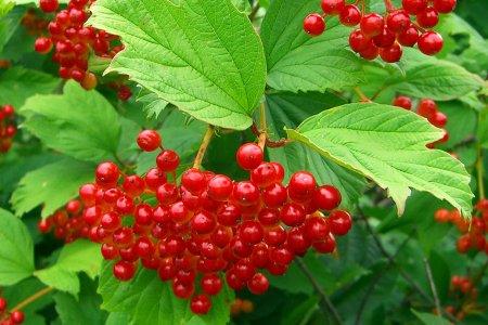 Калина звичайна "Коралова" (Coral) (преміальний сорт, рання)