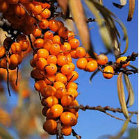 Обліпиха сорт Аскола (Askola), жіноча .