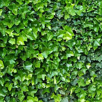 Плющ *Ірландський*