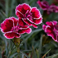 Гвоздика садова