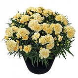 Гвоздика Махрова "Sunflor Citroen", фото 2