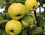 Айва "Студентка" (зимовий сорт, пізній термін дозрівання), фото 2