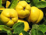 Айва "Кубанська врожайна" (осінній сорт, ранній термін дозрівання), фото 2