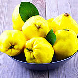 Айва "Кубанська врожайна" (осінній сорт, ранній термін дозрівання), фото 3
