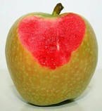 Яблуня "Хідден Роуз" (осінній сорт, середньо-піздній термін дозрівання), фото 2