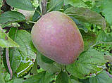 Яблуня "Хідден Роуз" (осінній сорт, середньо-піздній термін дозрівання), фото 3