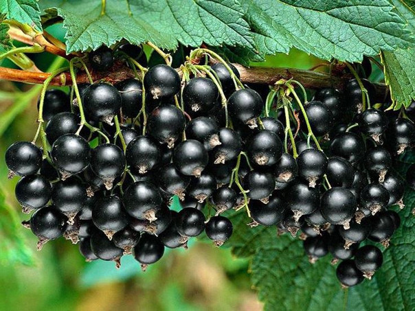 Ексклюзив! Смородина чорна "Тайна Джоні" (Secret of Joni) (преміальний великоплідний сорт), фото 1