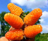 Малина "Жовтогаряче диво" Ексклюзив!, фото 2