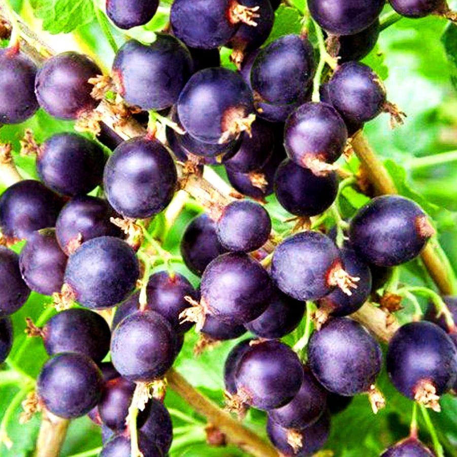 Йошта гібрид смородини-крижовика "Бонн" (ранній термін дозрівання), фото 1