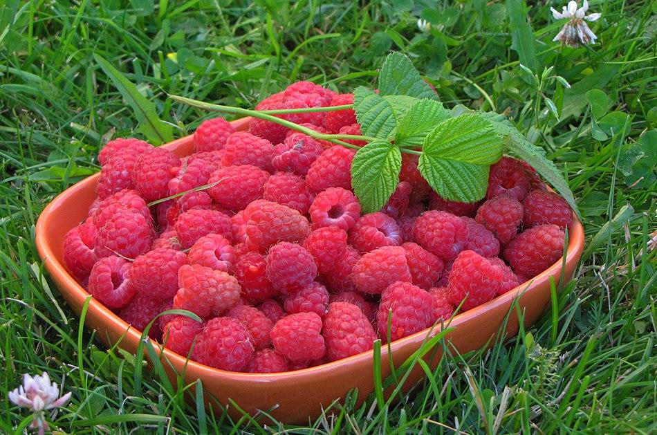 Ексклюзив! Малинове дерево "Малинова насолода" (Сrimson delight) (преміальний,родний), фото 1