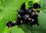 Ексклюзив! Смородина насичено-чорна "Чорний лебідь" (Black Swan) (преміальний морозостійкий сорт), фото 2