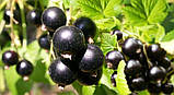 Ексклюзив! Смородина насичено-чорна "Чорний лебідь" (Black Swan) (преміальний морозостійкий сорт), фото 3