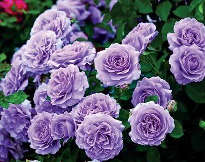 Троянда плетиста пурпурово-рожева "Ван Лав" (саджанець ), фото 1