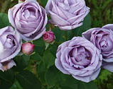 Троянда плетиста пурпурово-рожева "Ван Лав" (саджанець ), фото 2