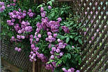 Троянда плетиста пурпурово-рожева "Ван Лав" (саджанець ), фото 3