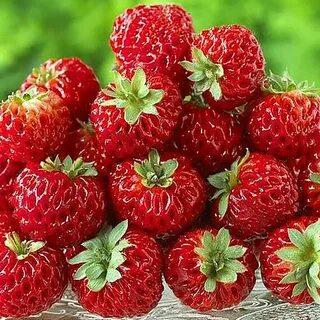 Гібрид полуниці та малини 5 шт. "Веденсвілл 7", фото 1