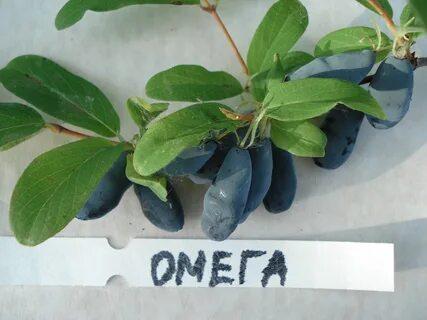 Жимолость насиченосизна "Омега" (Omega) (преміальний, невибагливіший сорт)