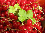 Смородина червона "Олімп" (Olympus) (преміальний високоурожайний сорт), фото 2