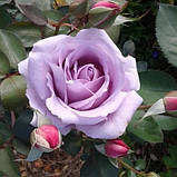 Троянда Blue Moon (Mainzer Fastnacht), фото 2