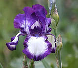 Ірис Going My Way (кореневища), фото 2