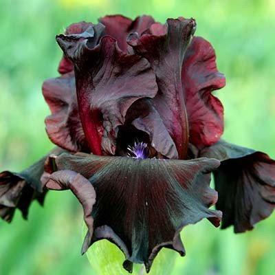 Ірис Mellory Kay (кореневища), фото 1