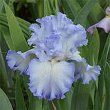 Ірис Cloud Ballet (кореневища), фото 3