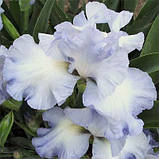 Ірис Cloud Ballet (кореневища), фото 4