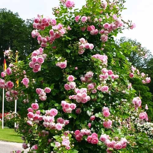 Троянда Jasmina (саджанці), фото 1