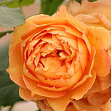 Троянда Lady of Shalott (саджанці), фото 4