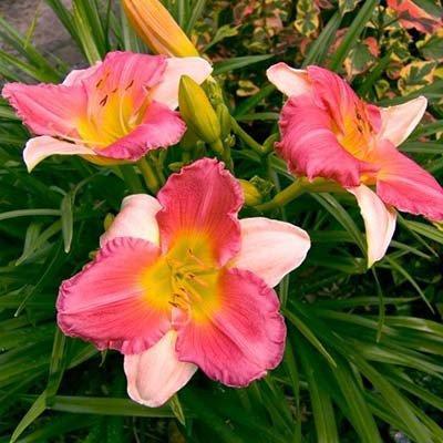 Лілейник Final Touch (саджанці), фото 1