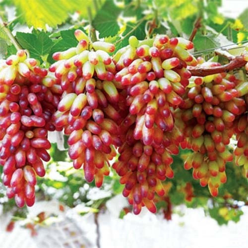 Виноград Манікюр Фінгер, фото 1