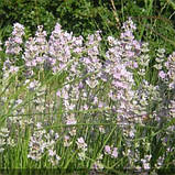 Лаванда Loddon Pink, фото 4
