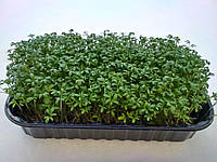 Насіння Крес-салат для мікрозелені