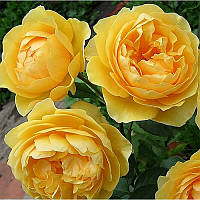 Саженцы английской розы Мулине (Rose Molineux)