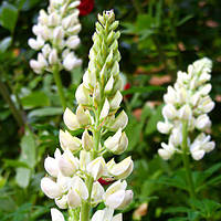 Насіння люпину, білий 10 кг.