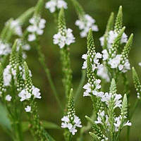 Вербена копьевидная "Aльба" (Verbena hastata 'Alba') Контейнер Р9