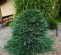 Ялівець горизонтальний Blue Chip на штамбі 1м, Можжевельник горизонтальный Блю Чип на штамбе, Juniperus